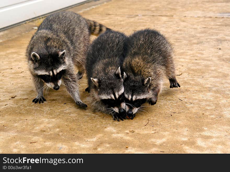 Raccoons hanging out at a junk yard in the middle of the day. Raccoons hanging out at a junk yard in the middle of the day