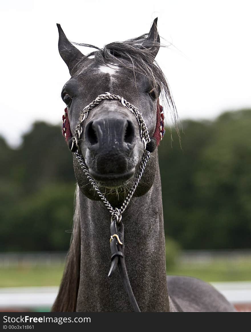 Beautiful black mature  Arabian horse. Beautiful black mature  Arabian horse