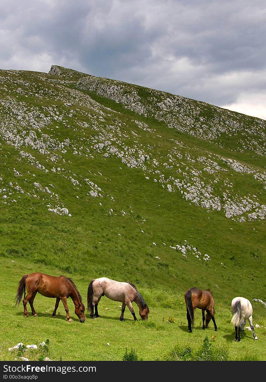 An wild montain, called Buila, with the last wild horses. An wild montain, called Buila, with the last wild horses.