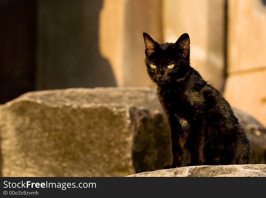 Image of a black cat with stone castle background