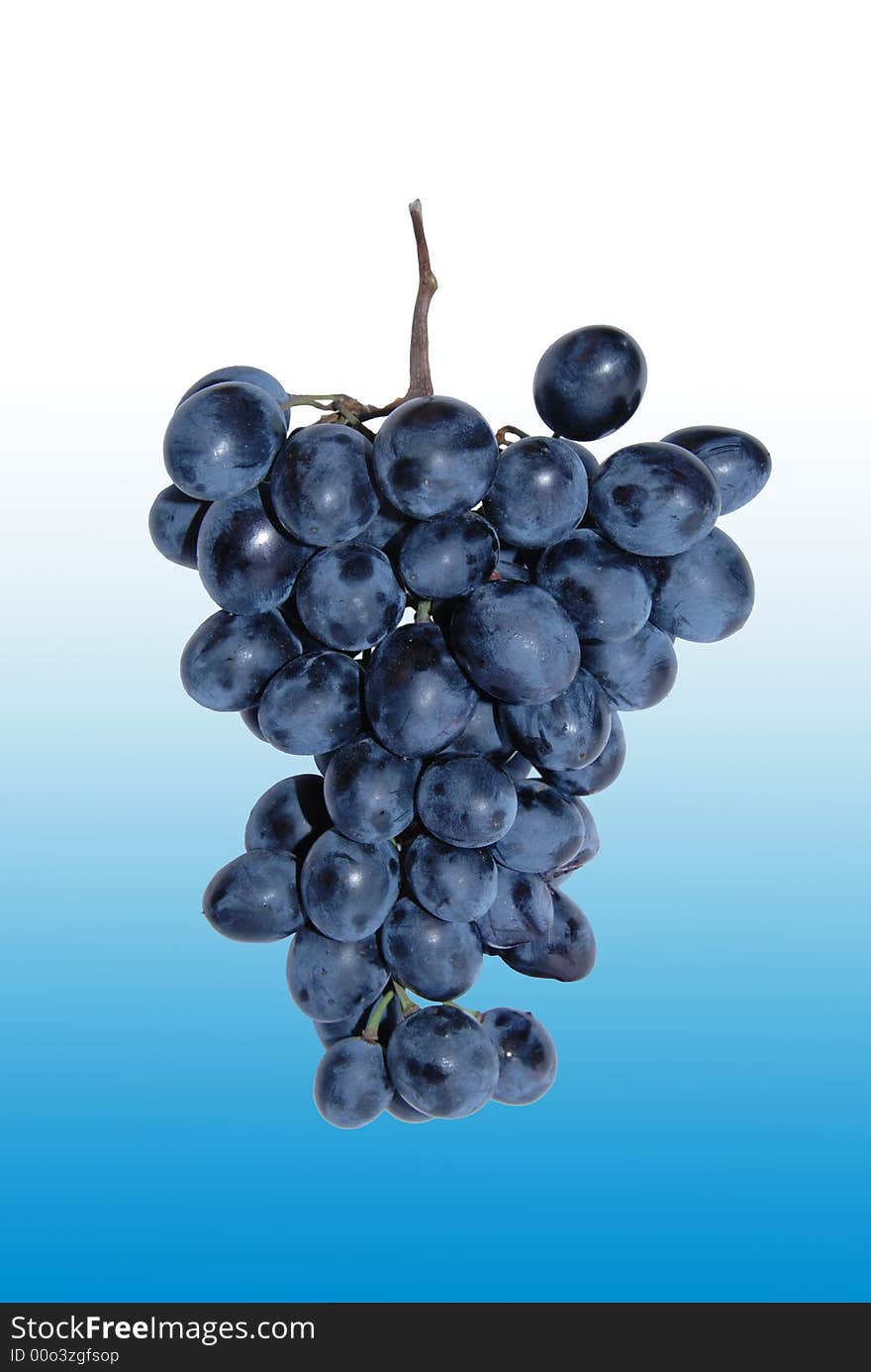 A bunch of black grapes on blue background. A bunch of black grapes on blue background