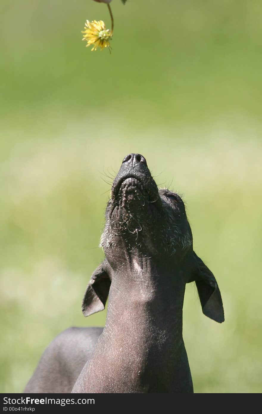 A dog looks at a flower