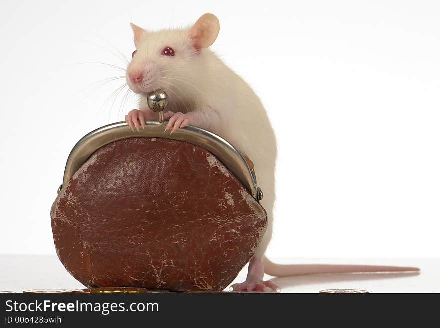 Rat on a white background