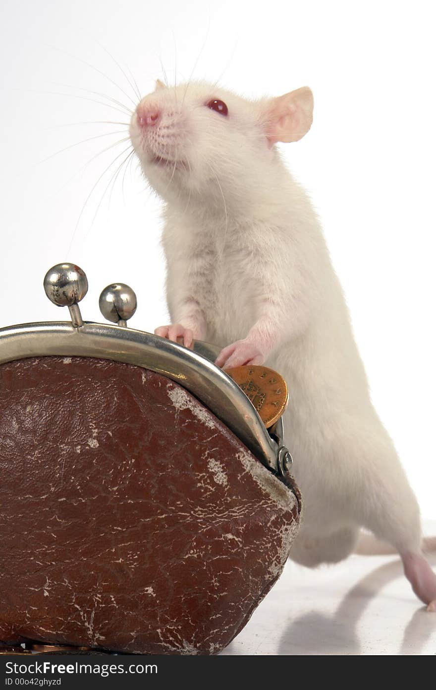 Rat