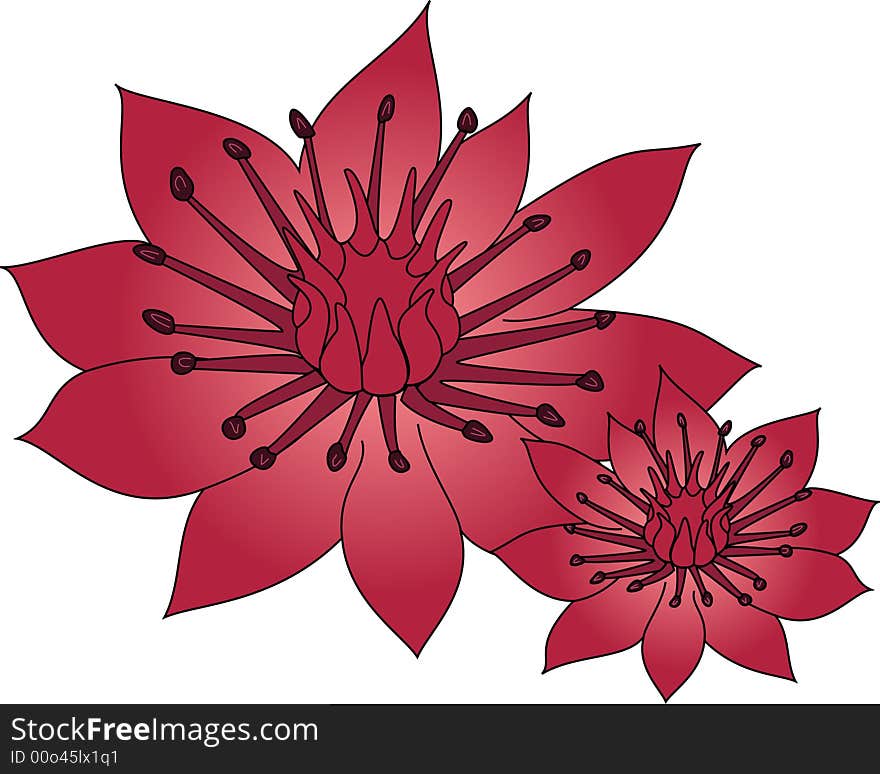 Vector of rose alp flowers. Vector of rose alp flowers