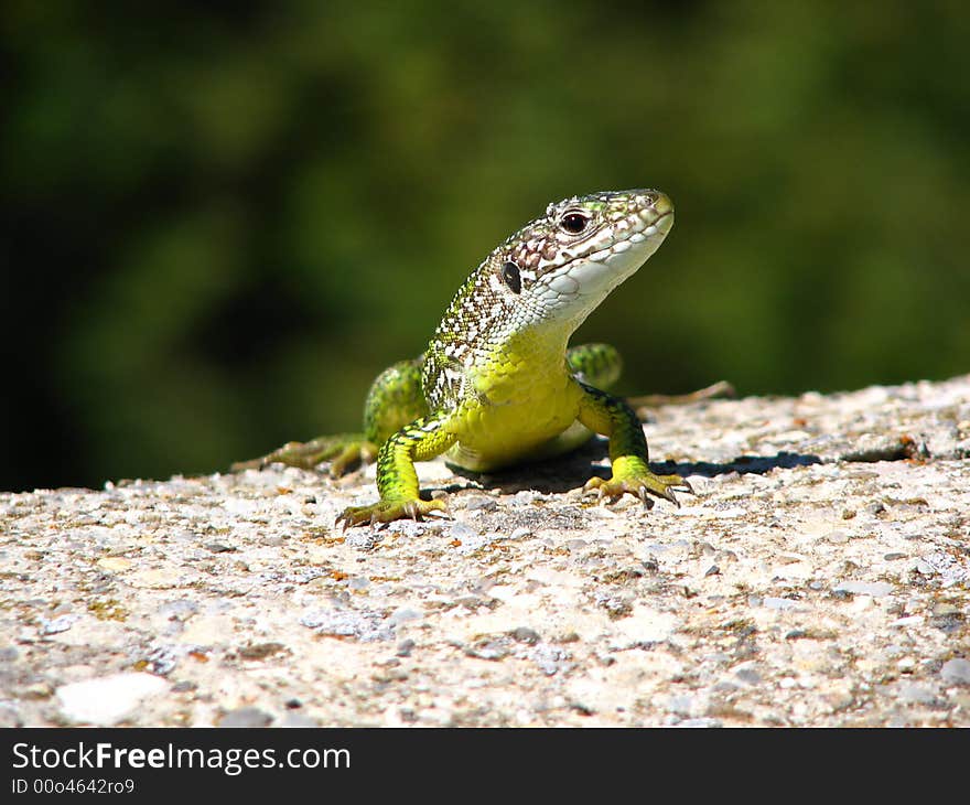 Green Lizard