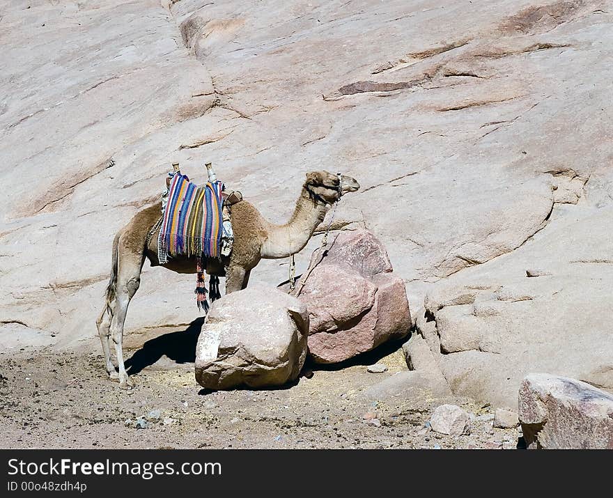 Bedouin camel at Sinai desert