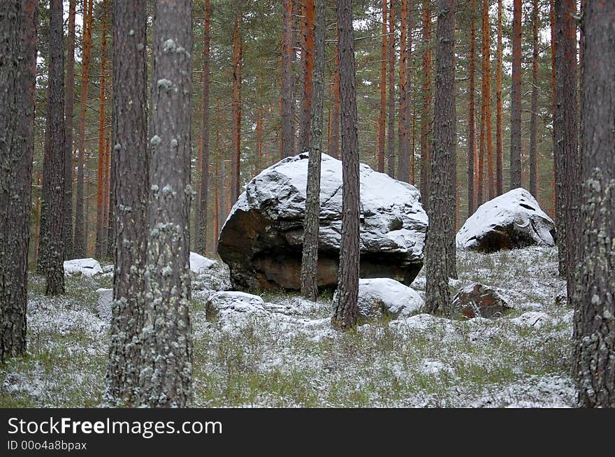 Big stone in forest with scattered pine trees, all decorated with powder snow. Big stone in forest with scattered pine trees, all decorated with powder snow.