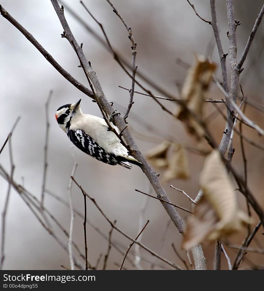 Downy woodpecker clinging to a tree branch