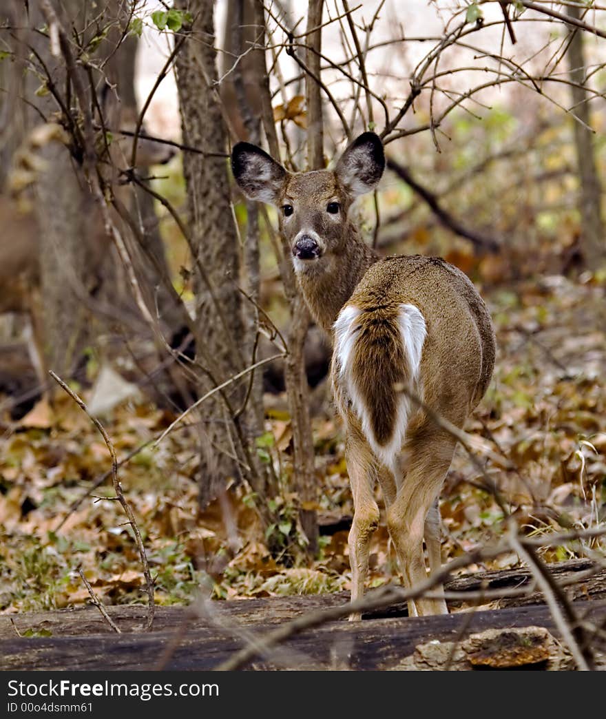 Female white-tailed deer standing in the woods. Female white-tailed deer standing in the woods