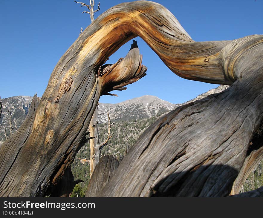 Old Bristlecone pine tree with Mt Charleston in background.