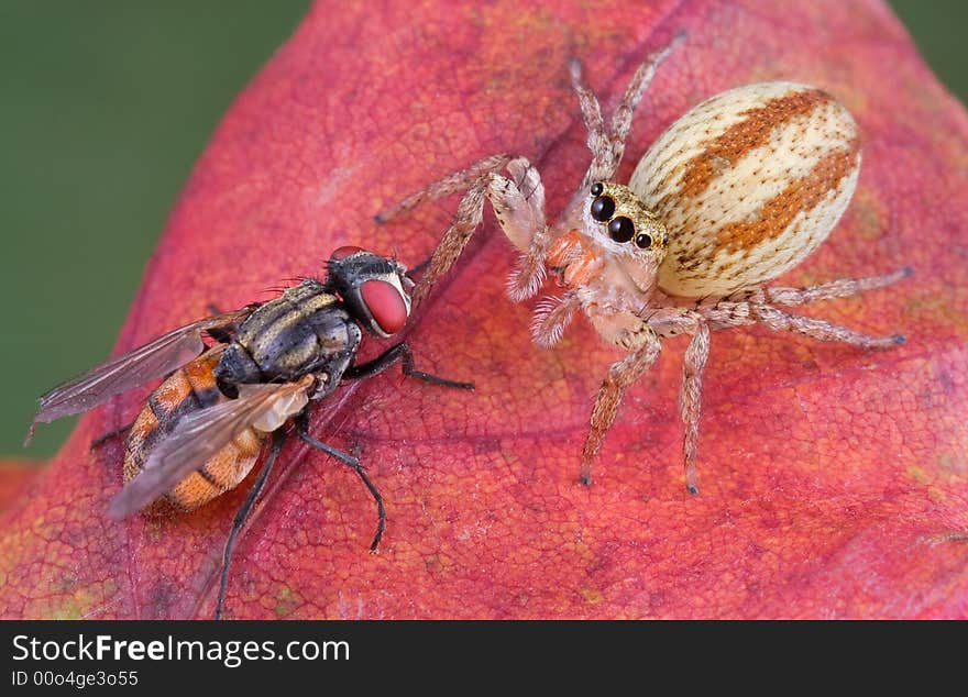 Jumping Spider Eyeing Fly