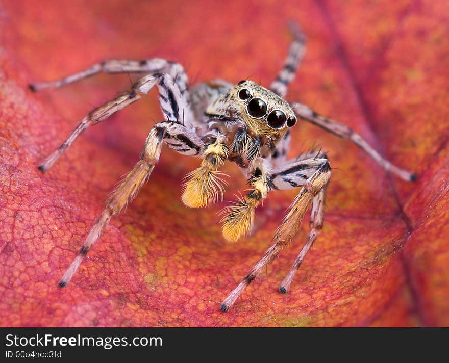 Jumping spider on leaf