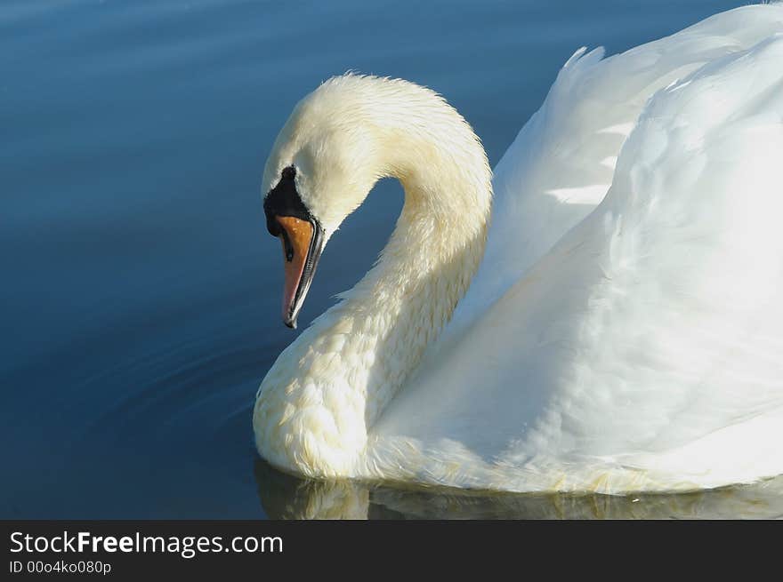 Beautiful swan