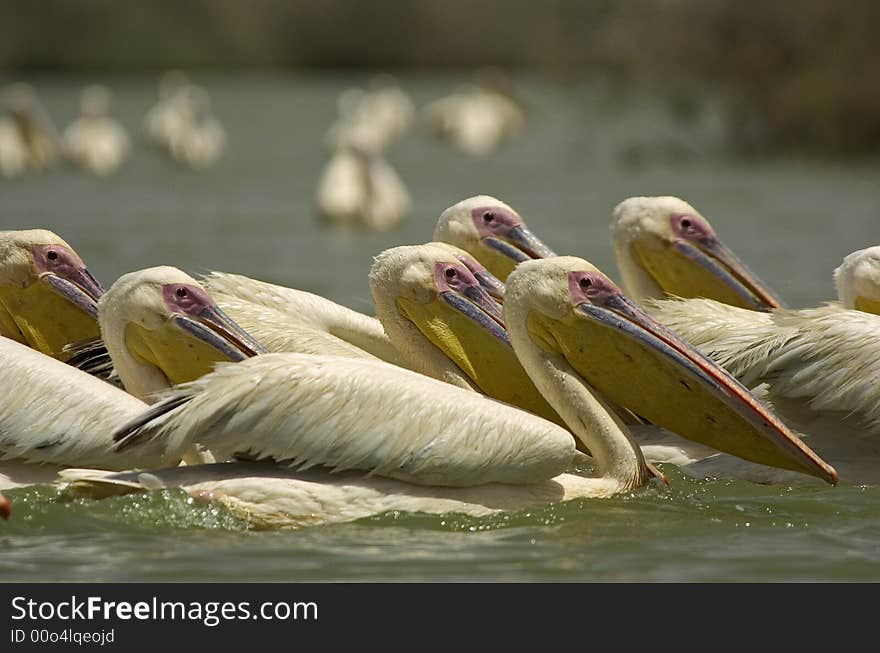 Some pelicans on a lake in senegal