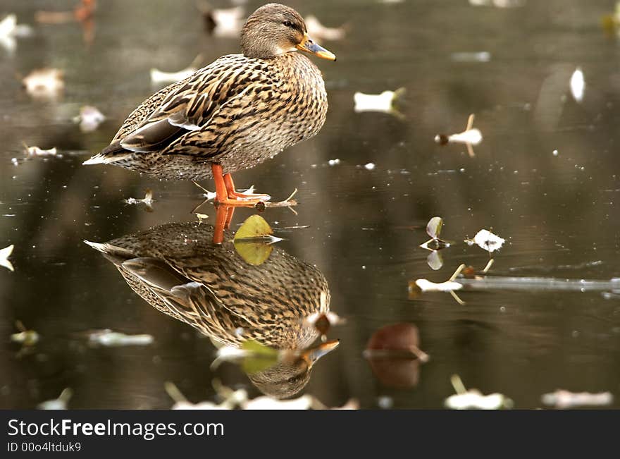 Duck on ice