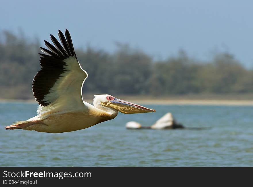 A pelican fliying alone on a river