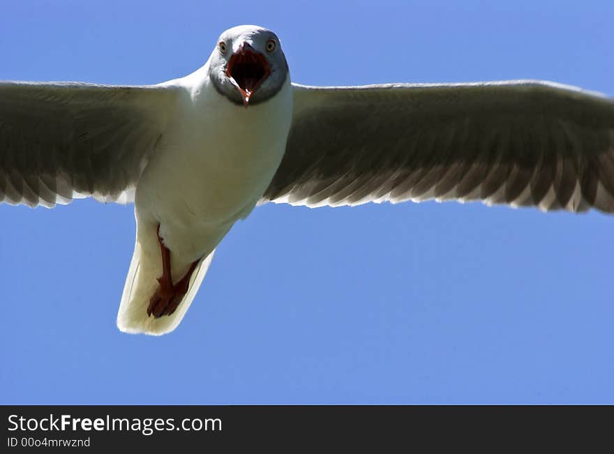 One bird fliying very close