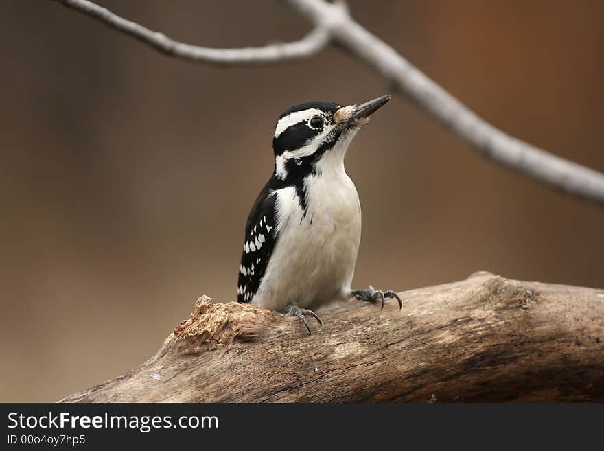 Female Downy Woodpecker