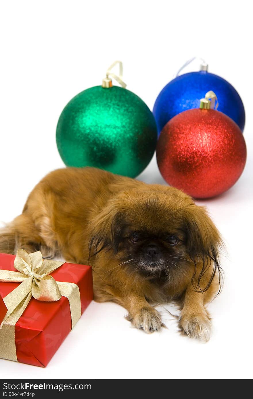 Dog isolated on a white with holiday decoration. Dog isolated on a white with holiday decoration