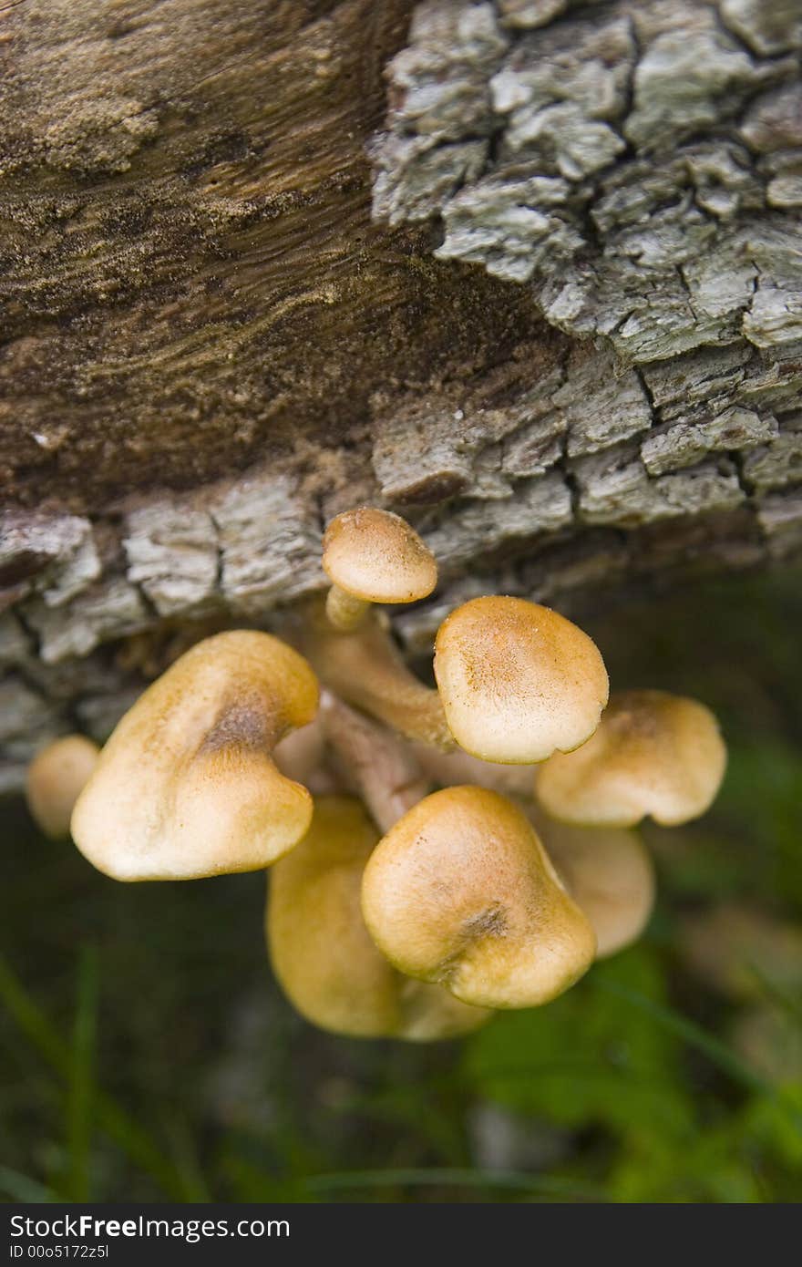 Fungus growing from tree