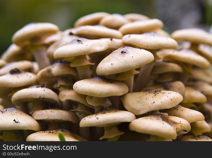 Honey Fungus Closeup