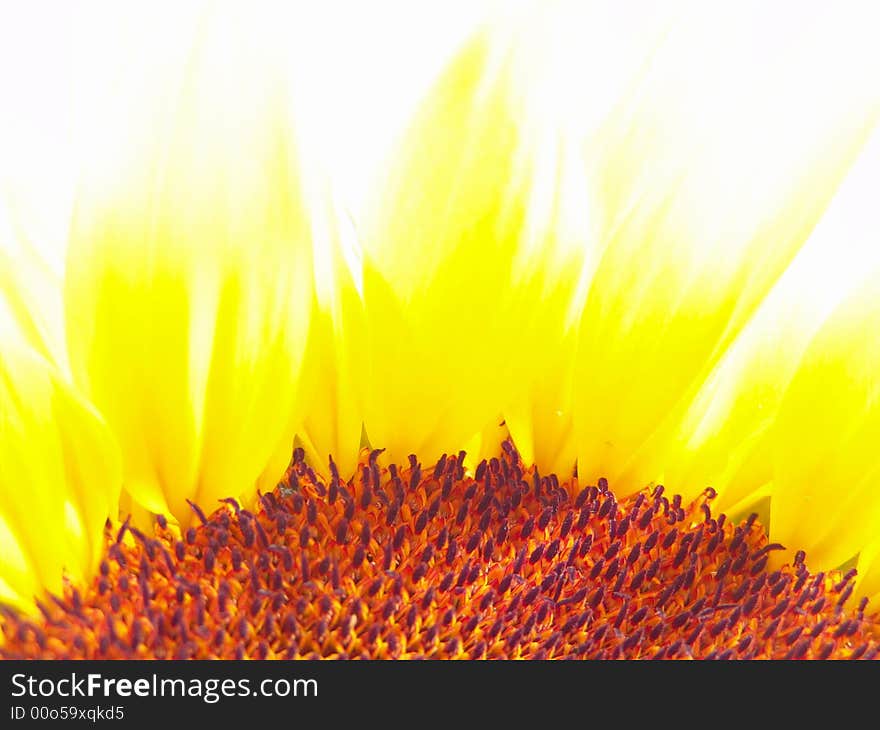 Beautiful Sunflower Flower Head