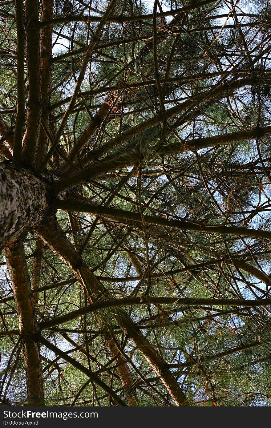 The limbs with needles of pine tree