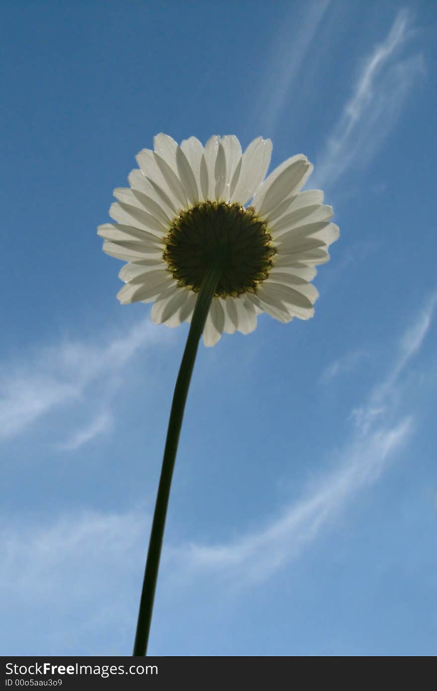 The back-lighted camomile against blue sky