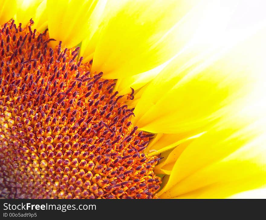 Beautiful Sunflower Flower Head