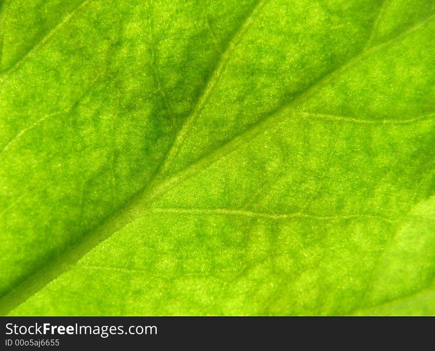 Texture of a green leaf in the sunlight. Texture of a green leaf in the sunlight