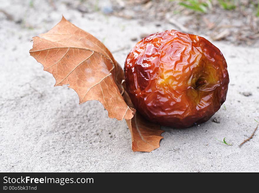 Close up shot of a wrinkled red apple. Close up shot of a wrinkled red apple