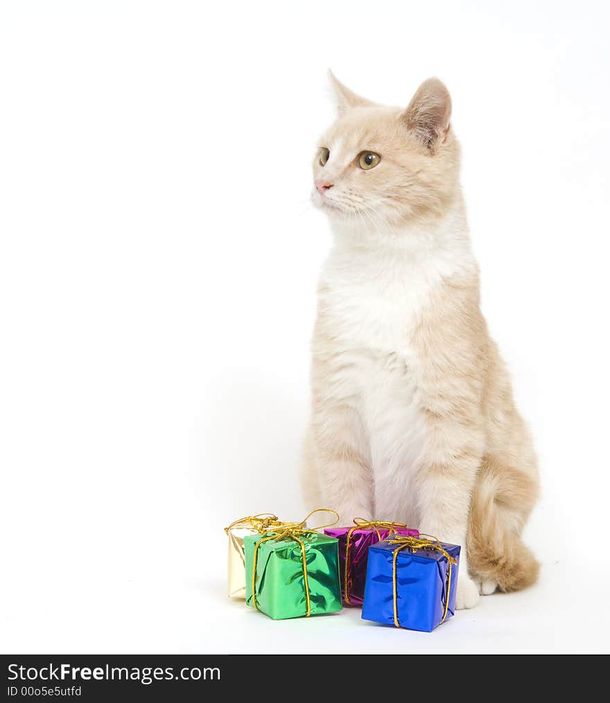 Yellow kitten and presents