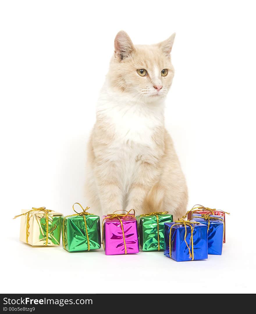 Yellow Kitten And Presents