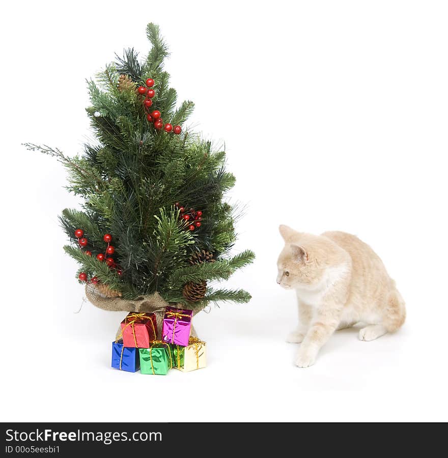 Yellow Kitten And Tree