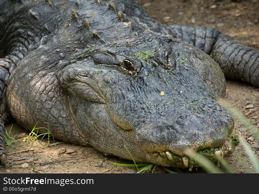 Fat Headed Alligator