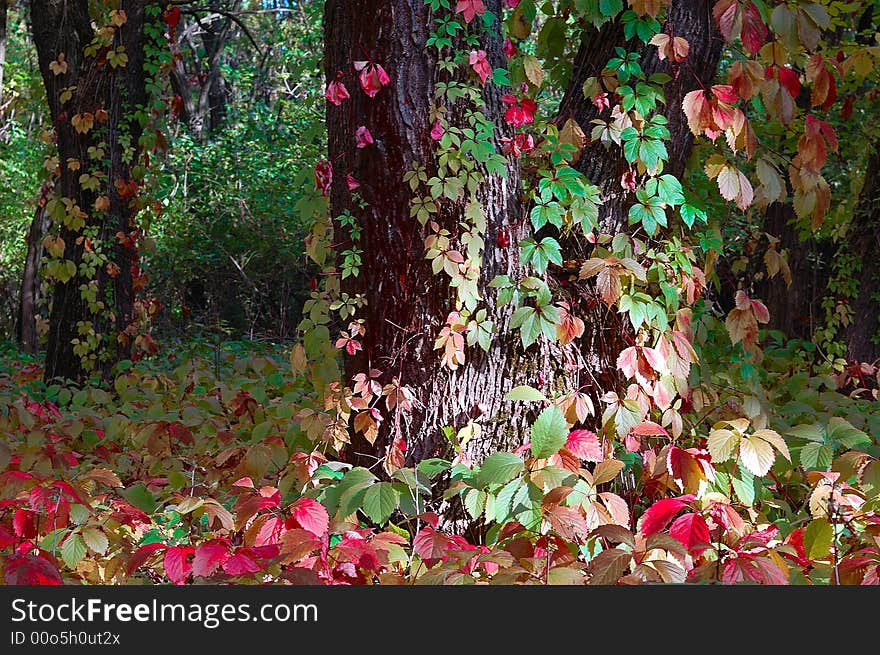 Plant covering tree in the park. Plant covering tree in the park