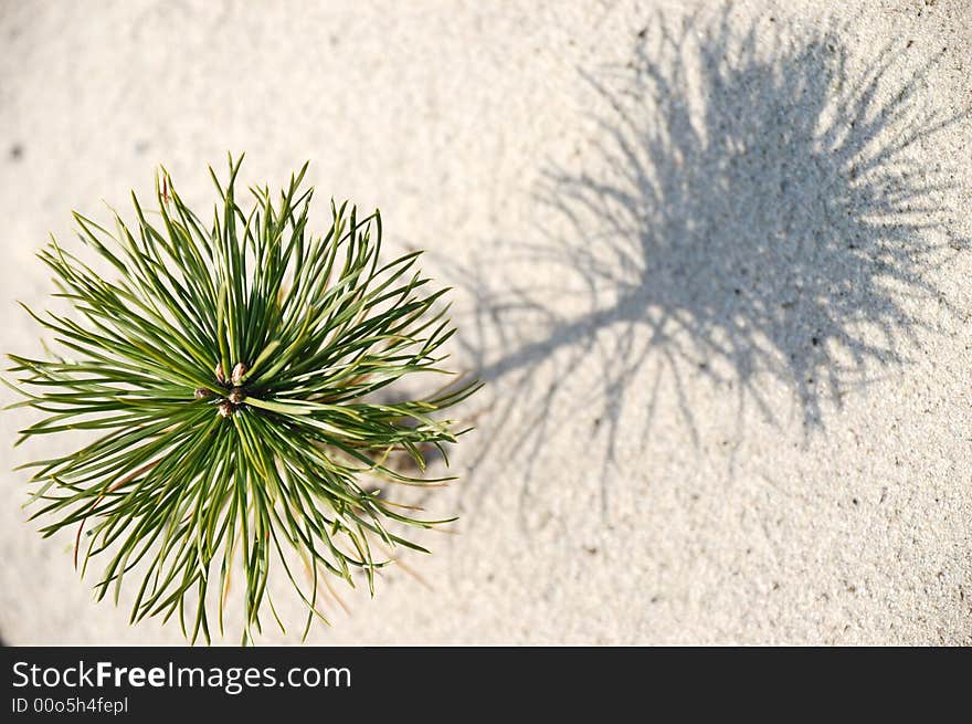 Small pine with it's shadow. Small pine with it's shadow