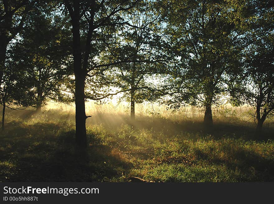 Morning Light