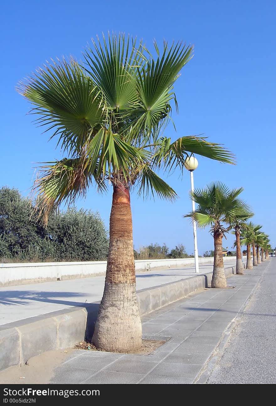 Line of palm trees near a sidewalk with a clear blue sky for background.