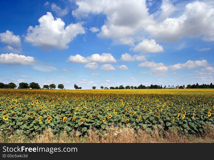 Sunflowers field in the centre of France. Sunflowers field in the centre of France