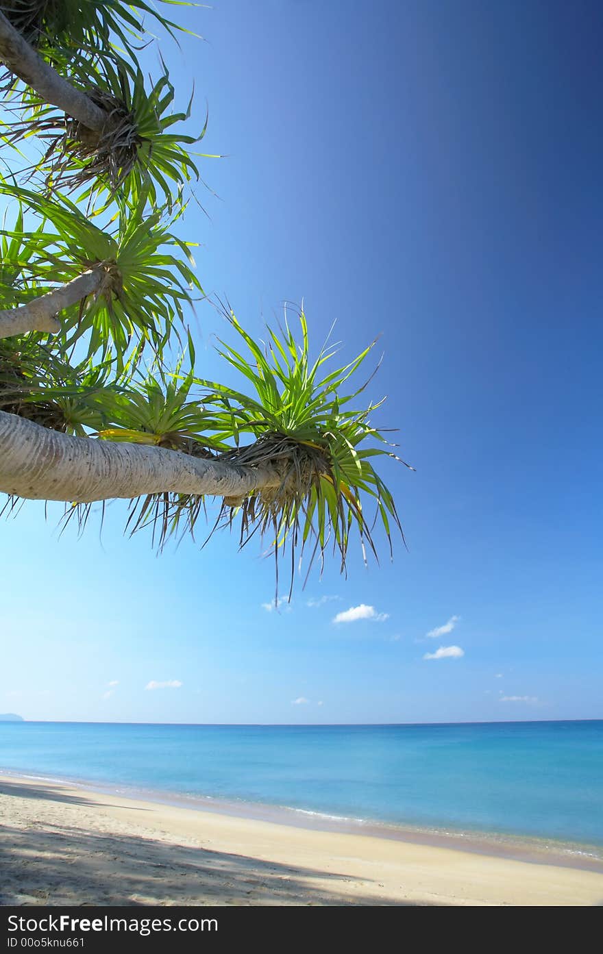 View of nice empty sandy beach with fragment of a mangrove tree