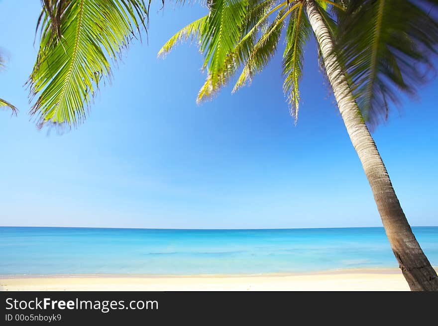 View of nice tropical empty sandy beach with some palms. View of nice tropical empty sandy beach with some palms