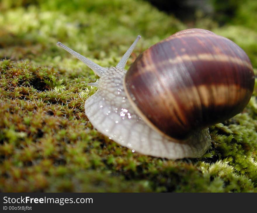 Snail on the green