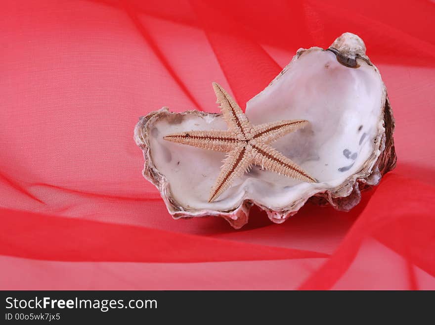 Two shells on red background.