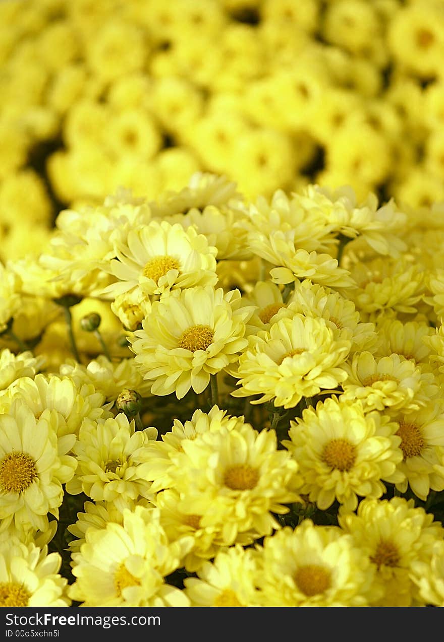 Yellow flowers in the summer time