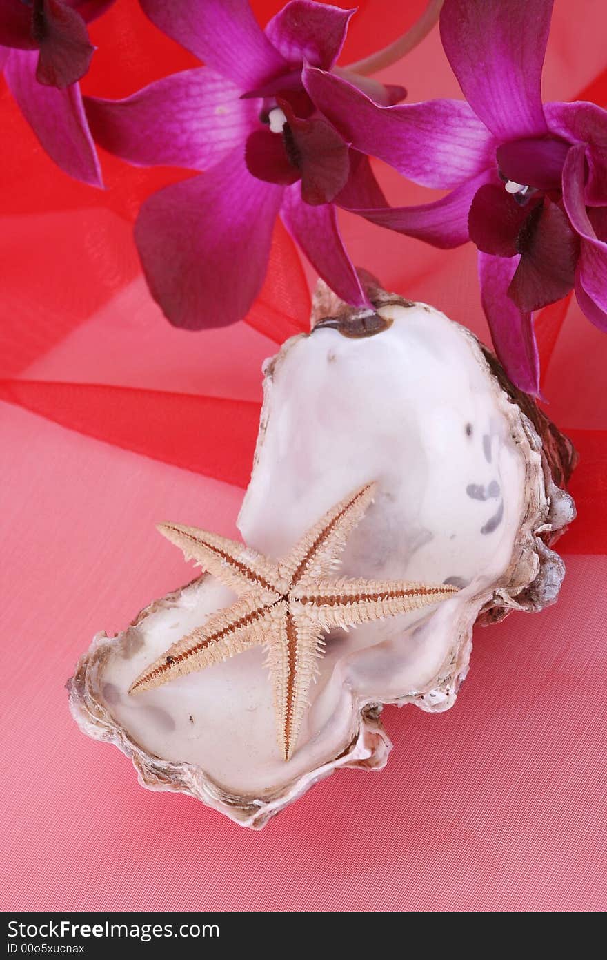 Shells with orchid on red background. Shells with orchid on red background.