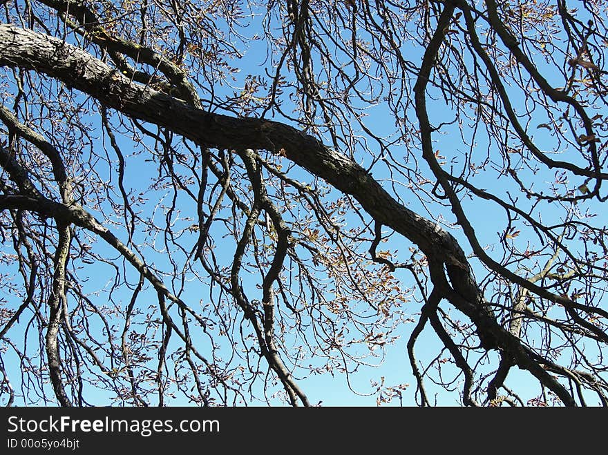 Branches out of liberty tree in a village agains blue sky. Branches out of liberty tree in a village agains blue sky