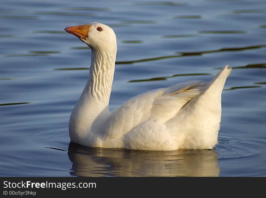 A side view of a white goose swimming in a pond