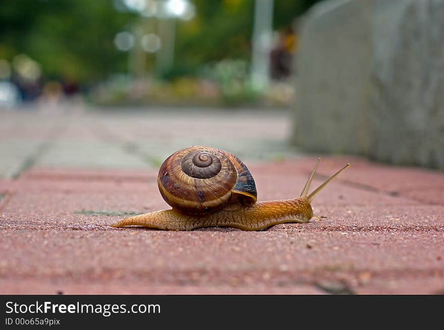 Snail on the way to home